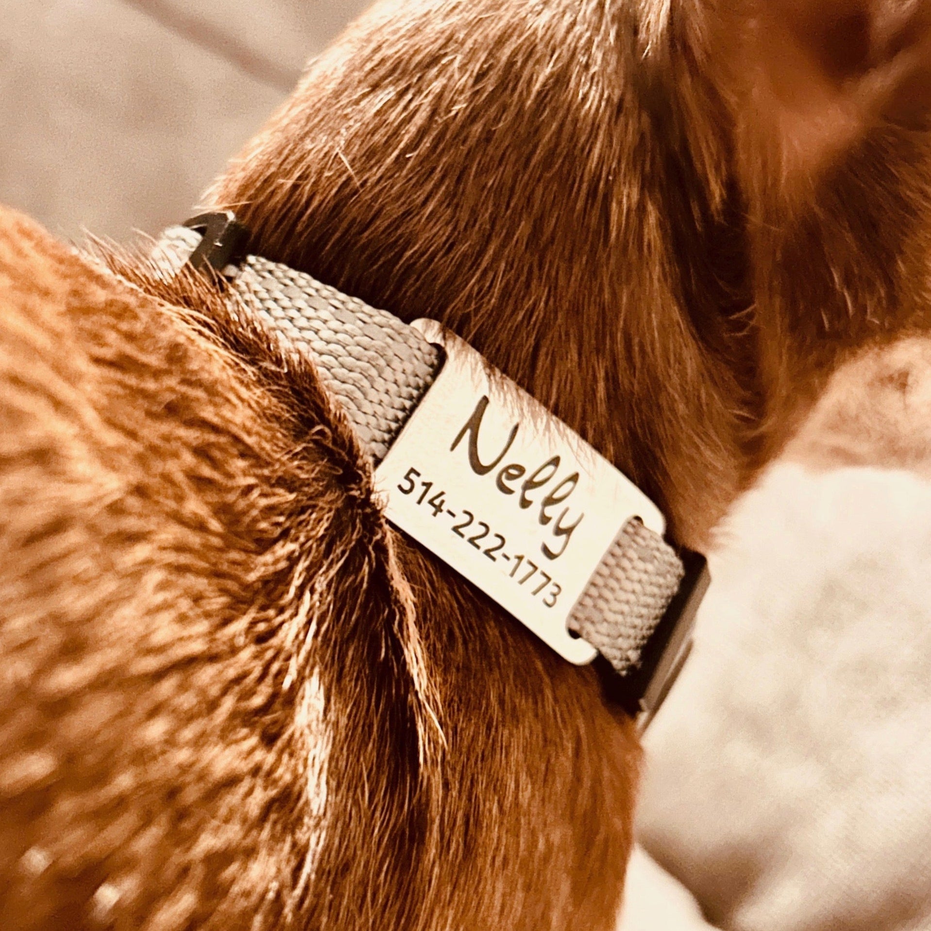 Médaille personnalisée pour animaux de compagnie